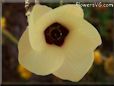 okra flower