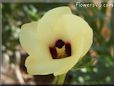 okra flower