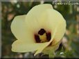 okra flower