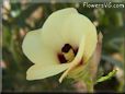 okra flower