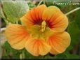 nasturtium orange flower