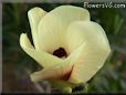 okra flower