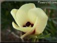 okra flower