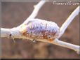 praying mantis eggs sack