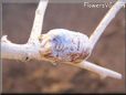 praying mantis eggs sack