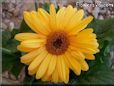yellow gerbera daisy flower