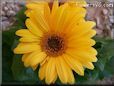 yellow gerbera daisy