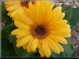 yellow gerbera daisy