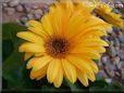 yellow gerbera daisy flower