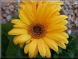 yellow gerbera daisy flower
