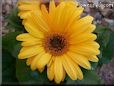 yellow gerbera daisy flower