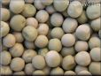 pea seeds