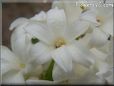 white hyacinth flower