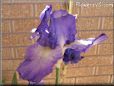 large purple iris flower