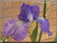 large purple iris flower
