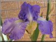 large purple iris flower