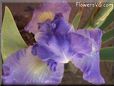 large purple iris flower