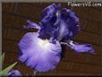 large purple iris flower