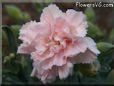 pink carnation flower