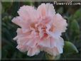 pink carnation flower