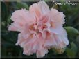 pink carnation flower
