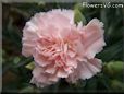 pink carnation flower