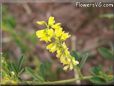 yellow clover flower