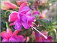 purple fuchsia flower
