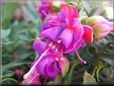 purple fuchsia flower