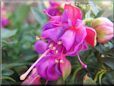 purple fuchsia flower