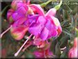 purple fuchsia flower