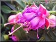 purple fuchsia flower pictures