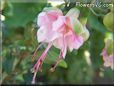 pink fuchsia flower