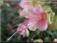 pink fuchsia flower