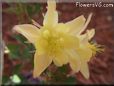 yellow columbine