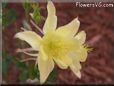 yellow columbine flower