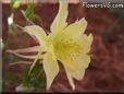 yellow columbine flower