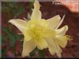 yellow columbine flower