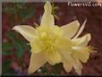 yellow columbine flower