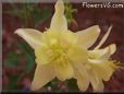 yellow columbine flower