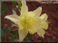 yellow columbine flower