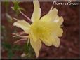 yellow columbine flower