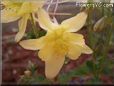 yellow columbine flower
