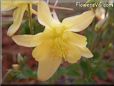 yellow columbine flower