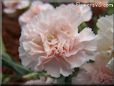 light peach color carnation flower