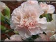 light peach color carnation flower