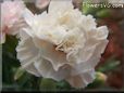 light peach color carnation flower