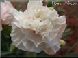 light peach color carnation flower