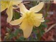 yellow columbine flower