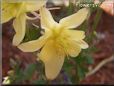 yellow columbine flower